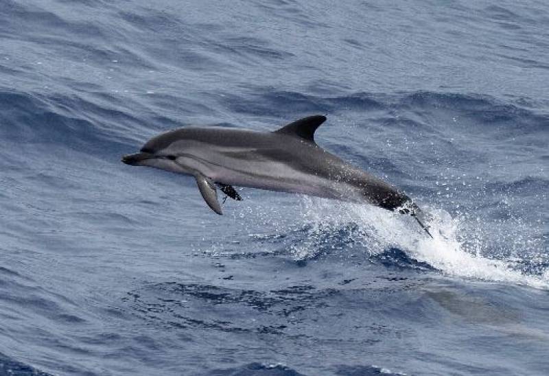 Brittany Ferries announces whale-watching cruises between Ireland and Spain