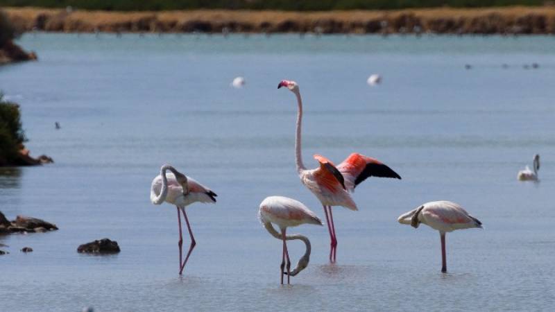 May 12 Free bird-spotting walk in the salt flats of San Pedro del Pinatar