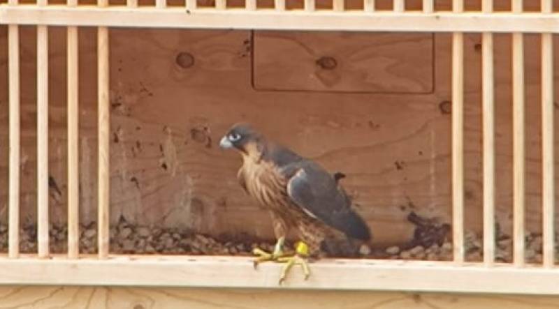 Murcia City Council enlist three new falcons to keep the pigeon population under control