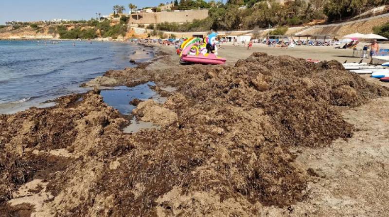 Orihuela Costa beaches clogged with smelly seaweed