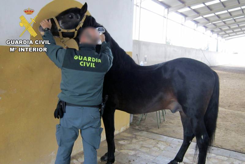 Murcia police halt crime gang smuggling Belgian horses to Libya via Cartagena