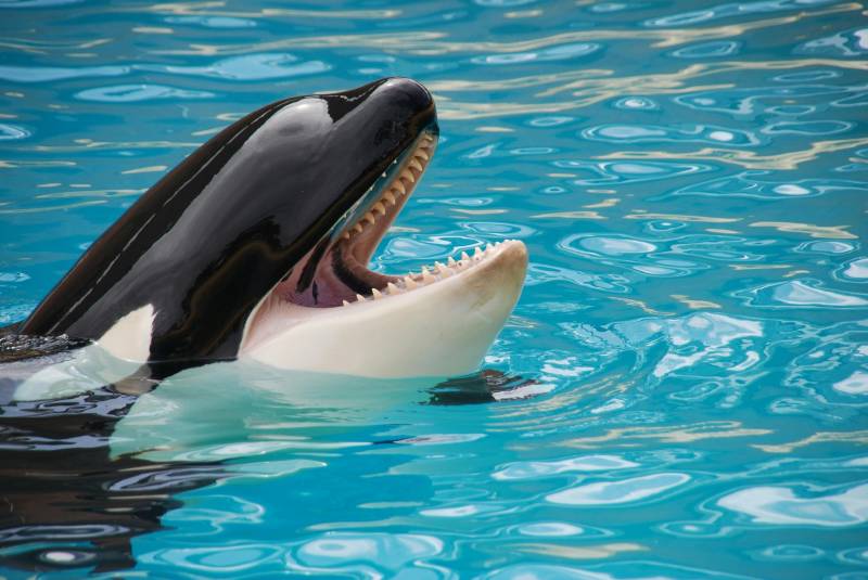 Morgan the orca is pregnant: Loro Parque in Spain announces joyful news