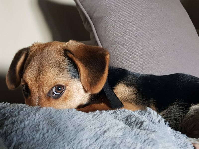 Spain's first official report on animal abandonment reveals what really happens to pets