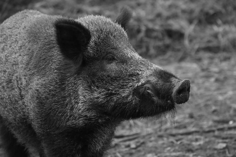 Wild boar numbers brought under control around Cartagena after targeted culls