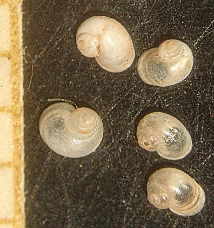 Murcia's enchanted snail: A tiny new species from a legendary spring