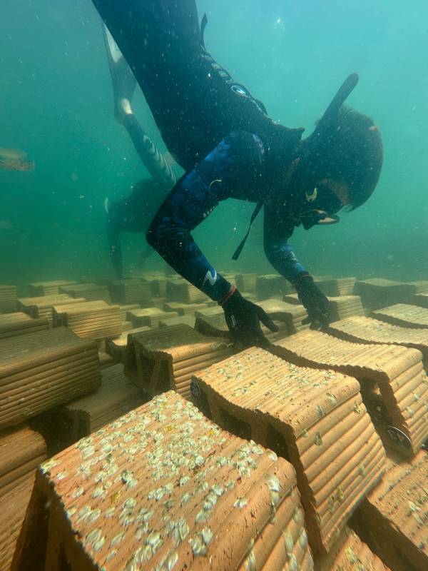 How oysters are being used in the Mar Menor as water temperatures rise