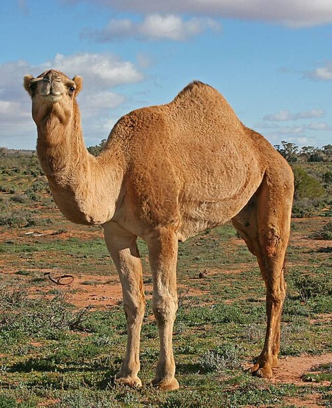 First dromedary remains found in Murcia uncovered at San Esteban